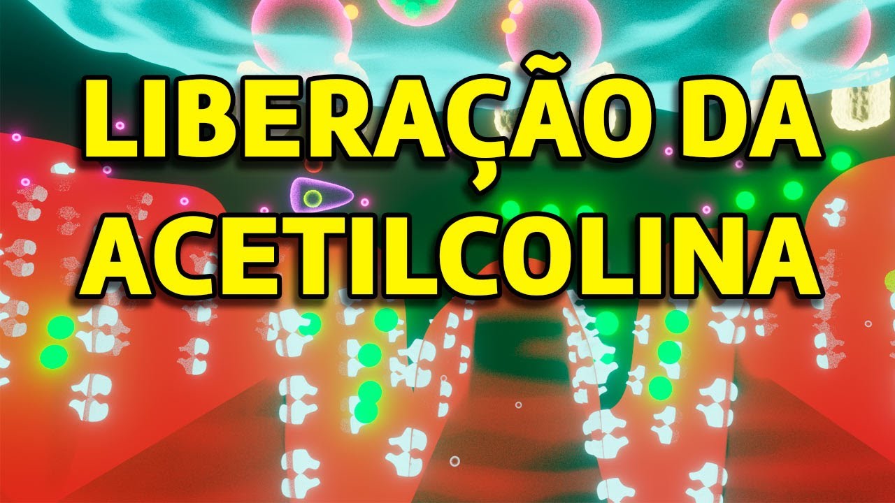 Libera&ccedil;&atilde;o da Acetilcolina do motoneur&ocirc;nio alfa