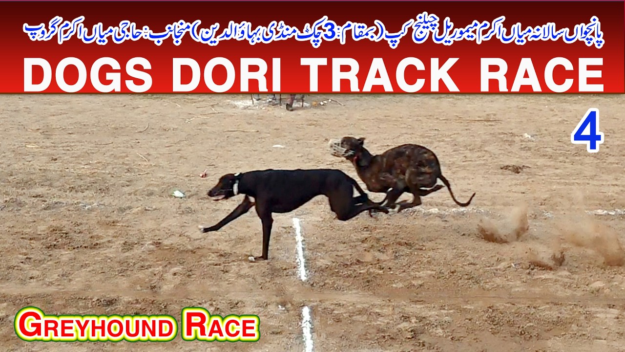 Dori Track Race | Mian Akram (M) Cup Mandi bahauddin | Round # 4 |06-02-2026 | ‎#dog #pets