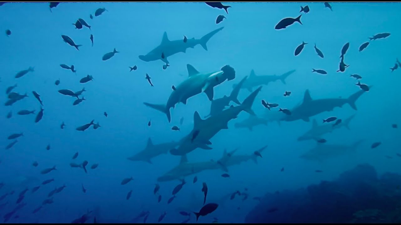 Cocos Island Trip 2024