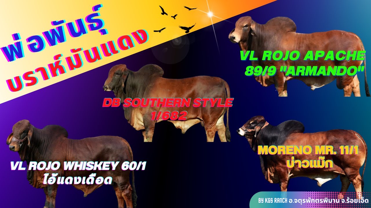 รวมพ่อพันธุ์บราห์มันแดง VL60/1, VL89/9, DB1/682, MORENO11/1
