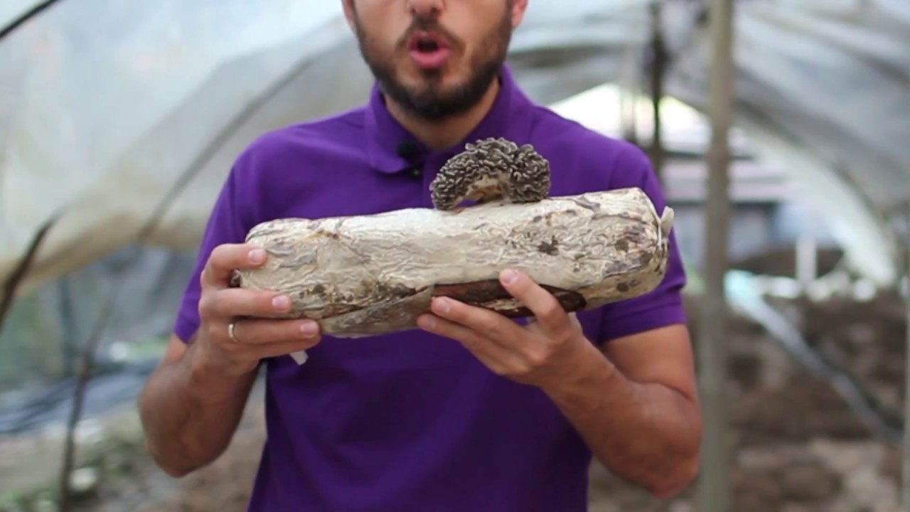 Maitake part 1