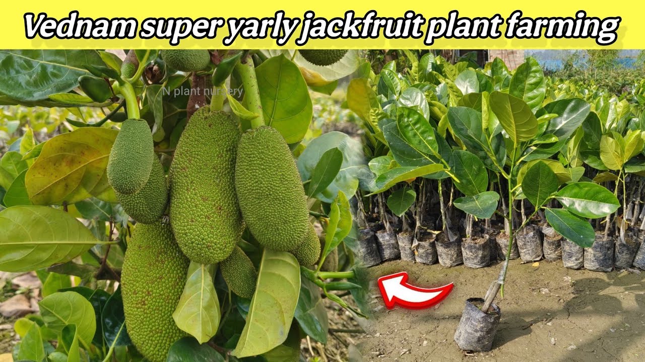 Viednam super early jackfruit farming  plant available ☎️(9732461279)