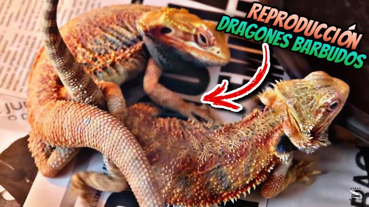 Reproducción De Dragones Barbudos Temporada 2022