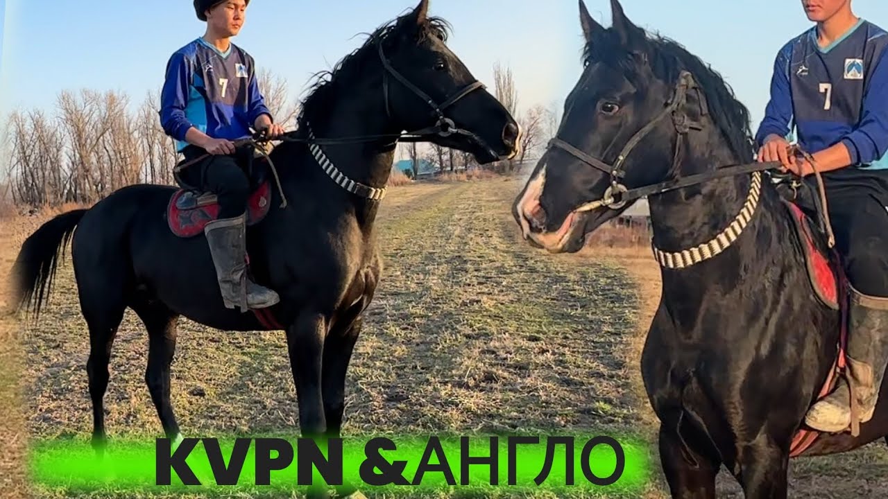 Кара кашка КВПН