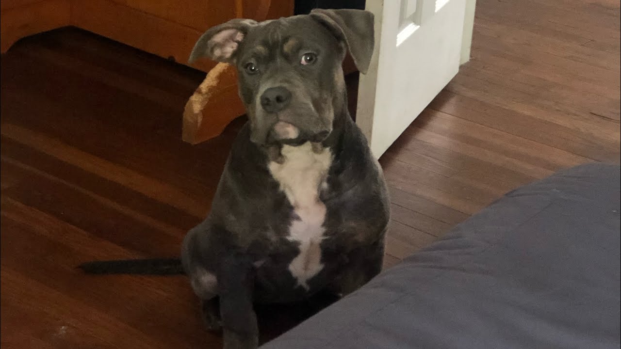 Blue tri American bully&hellip;. I&rsquo;m bout tired of this b****