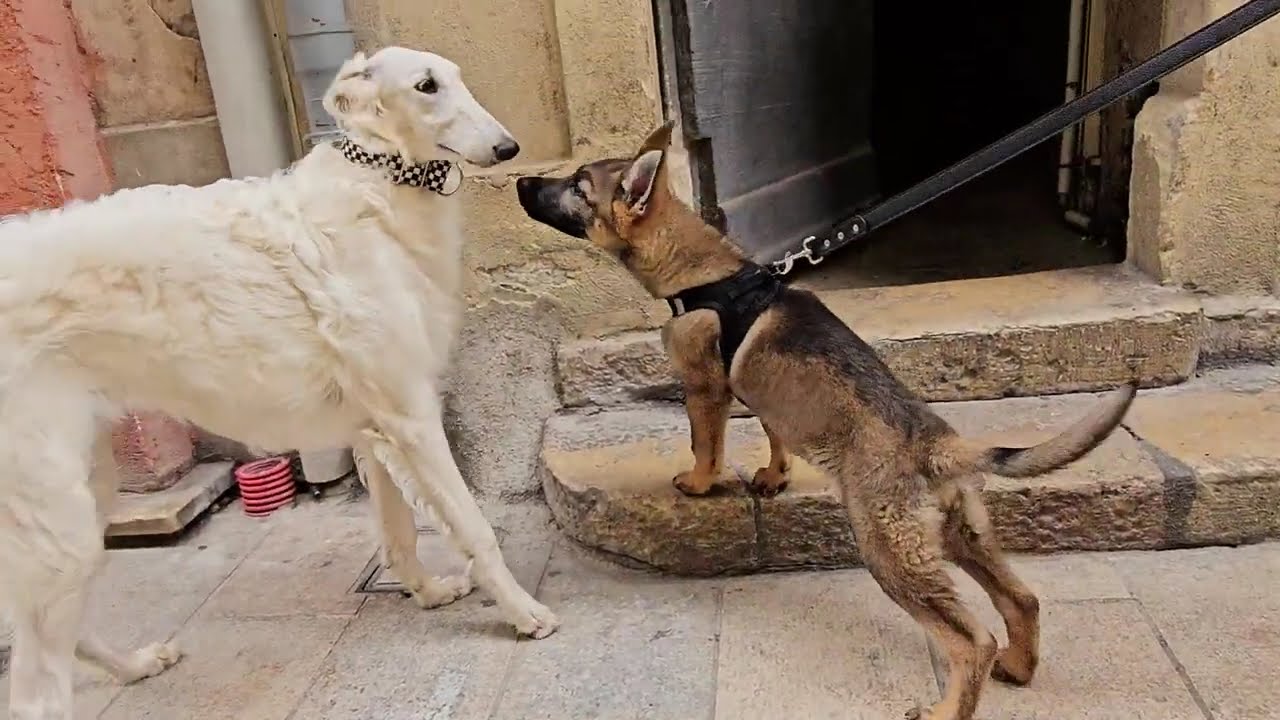 Atlantide DU JOYAU DES BOIS sociabilisation et éducation dans Nîmes du chiot Barzoï de 7 mois