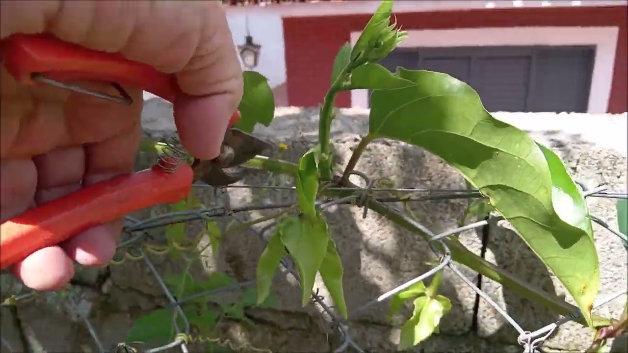 385--Poda do maracujá doce em cortina e outras coisinhas