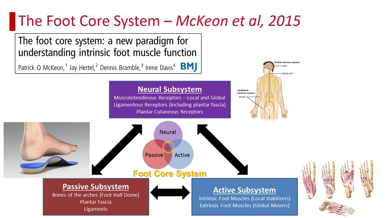 The Foot Core System - New Paradigm for Foot Muscle | Enovis Webinar