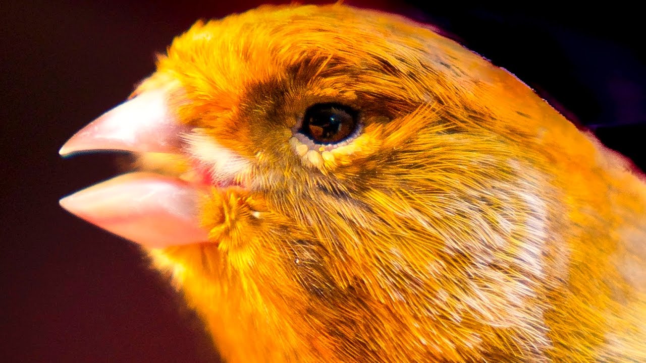 Canary singing - Most spectacular 4K video training