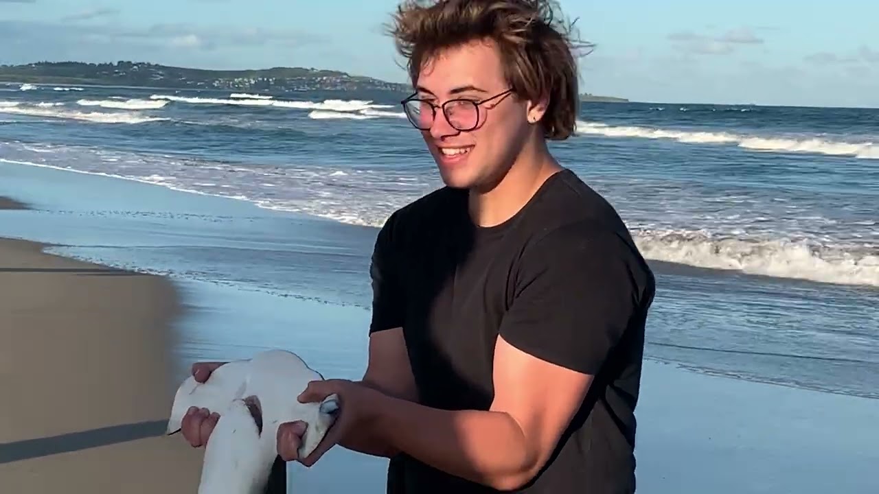 Hammer Head Shark release