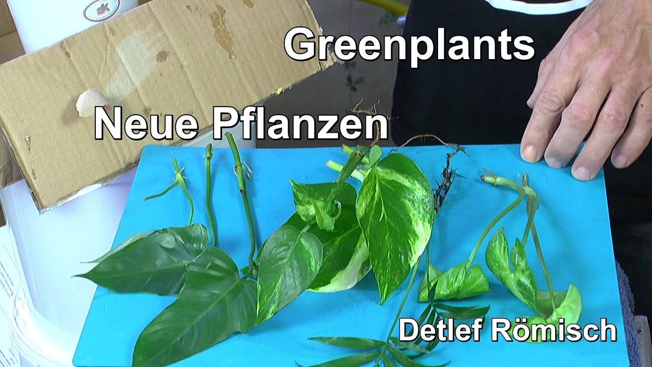 Neue Pflanzen im Haus und Avocado so wie Orchideen Update