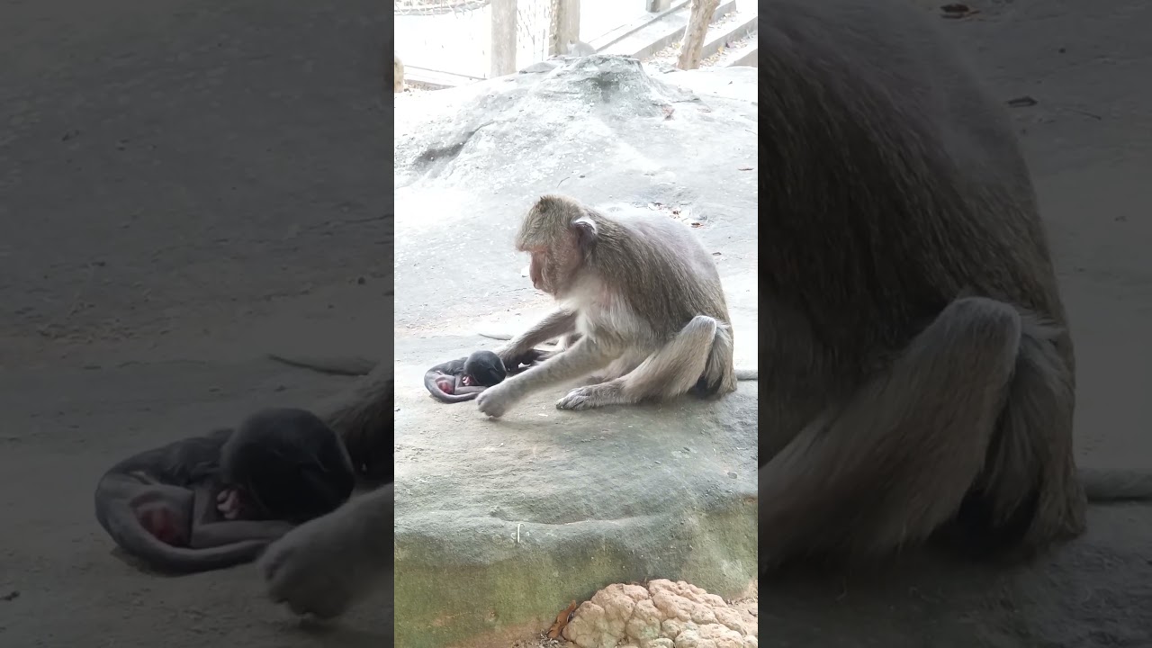 Mommy monkey take her premature baby