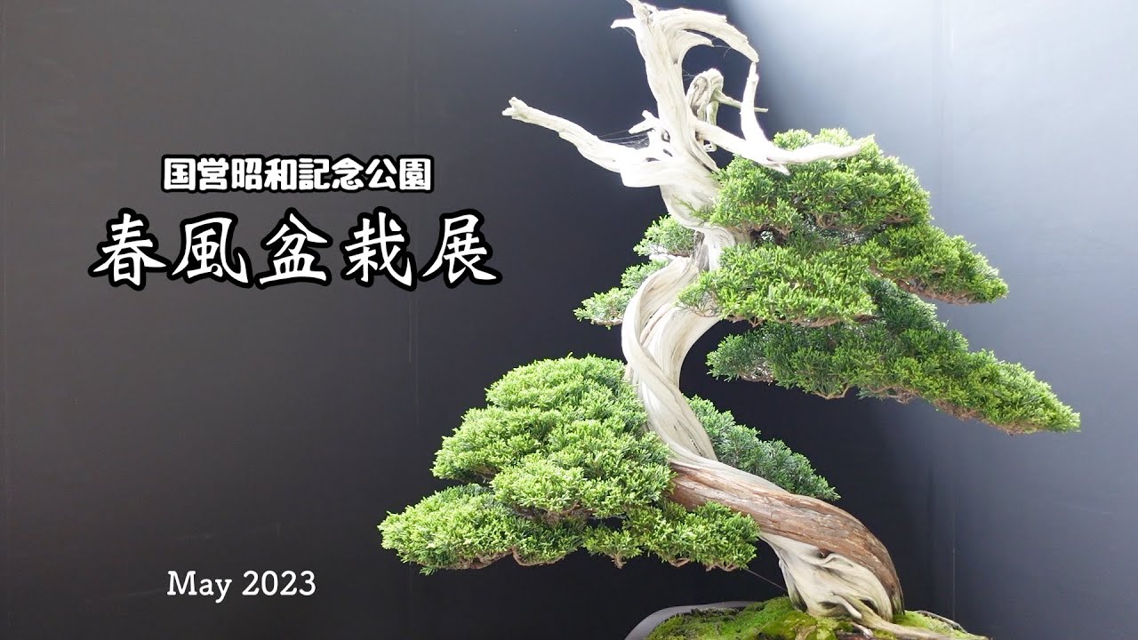 春風盆栽展／Bonsai  Exhibition
