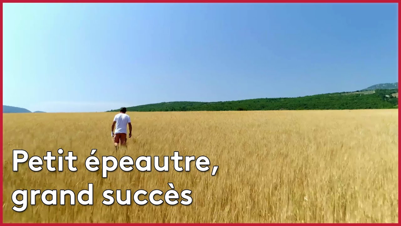Petit épeautre, grand succès