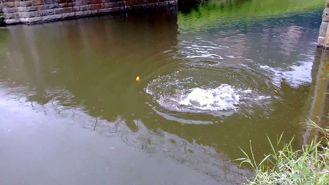 Pesca del Luccio alle Fosse di Caldaro - Star Fishing.TV