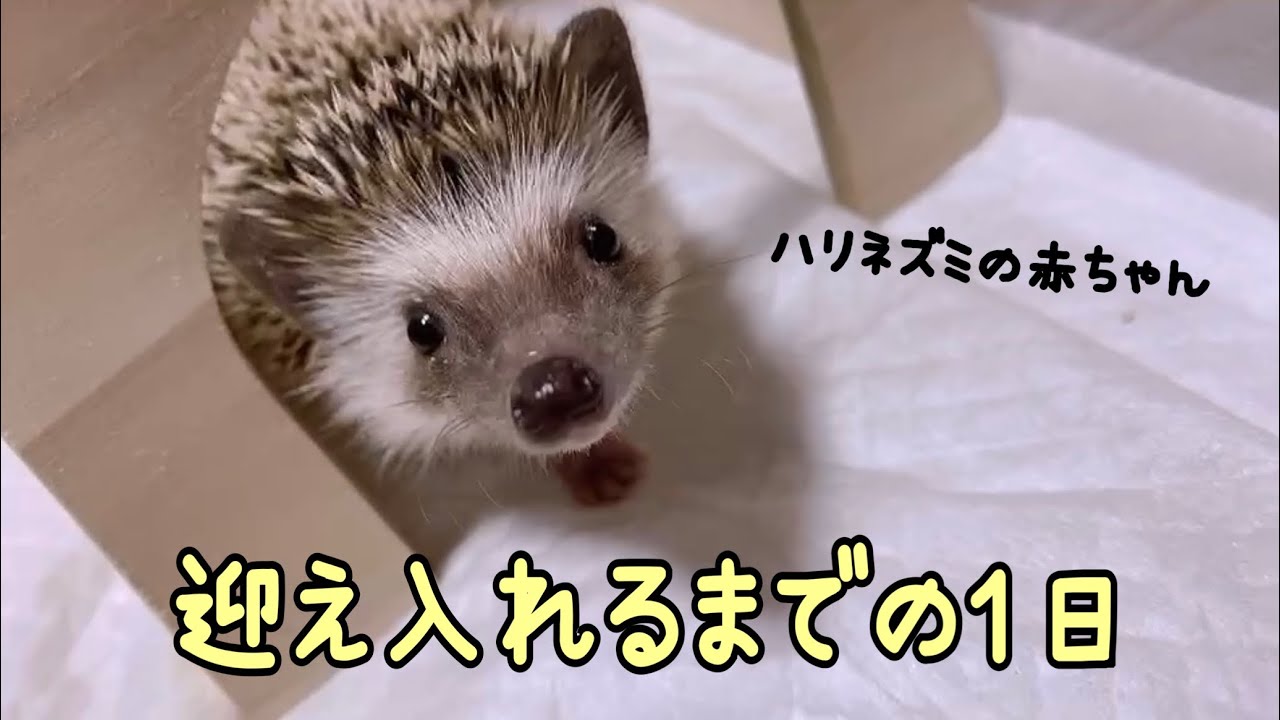 【癒し】可愛いハリネズミお迎え編　Hedgehog    小動物　疲れた人向け　