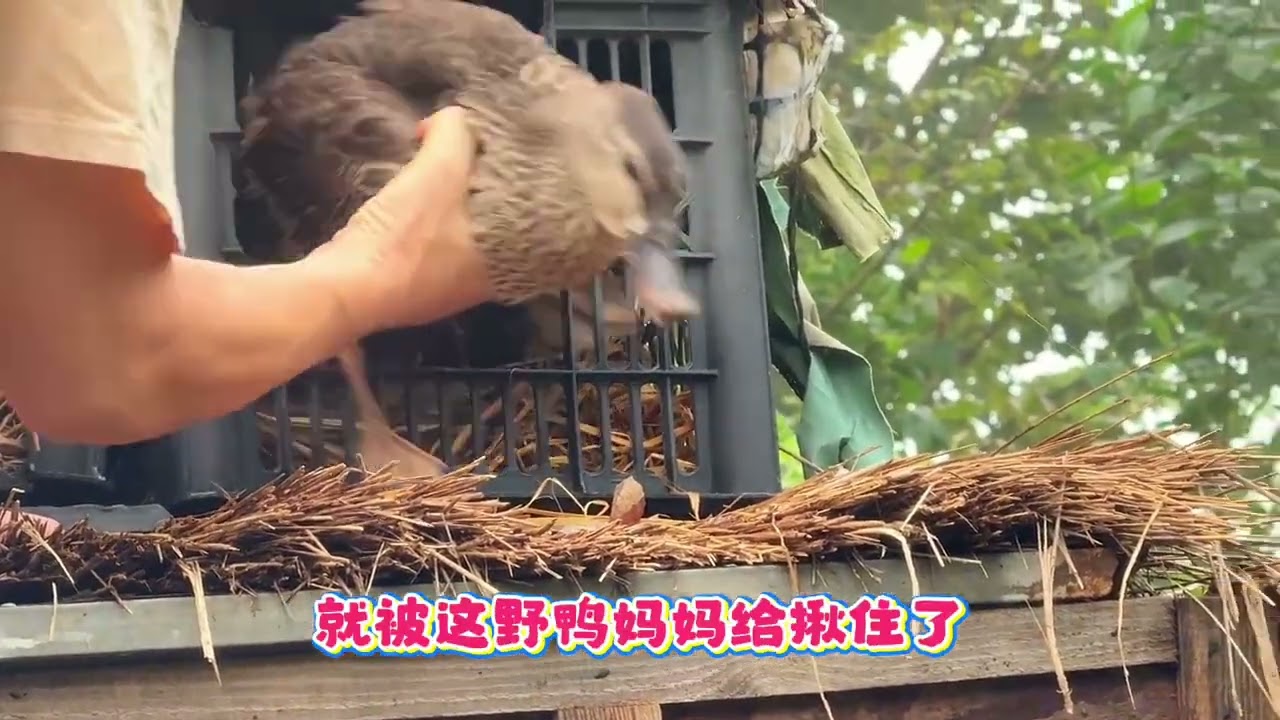 捡到的鸭蛋孵化器里孵了4天，真后悔不该把鸭蛋放进野鸭窝里