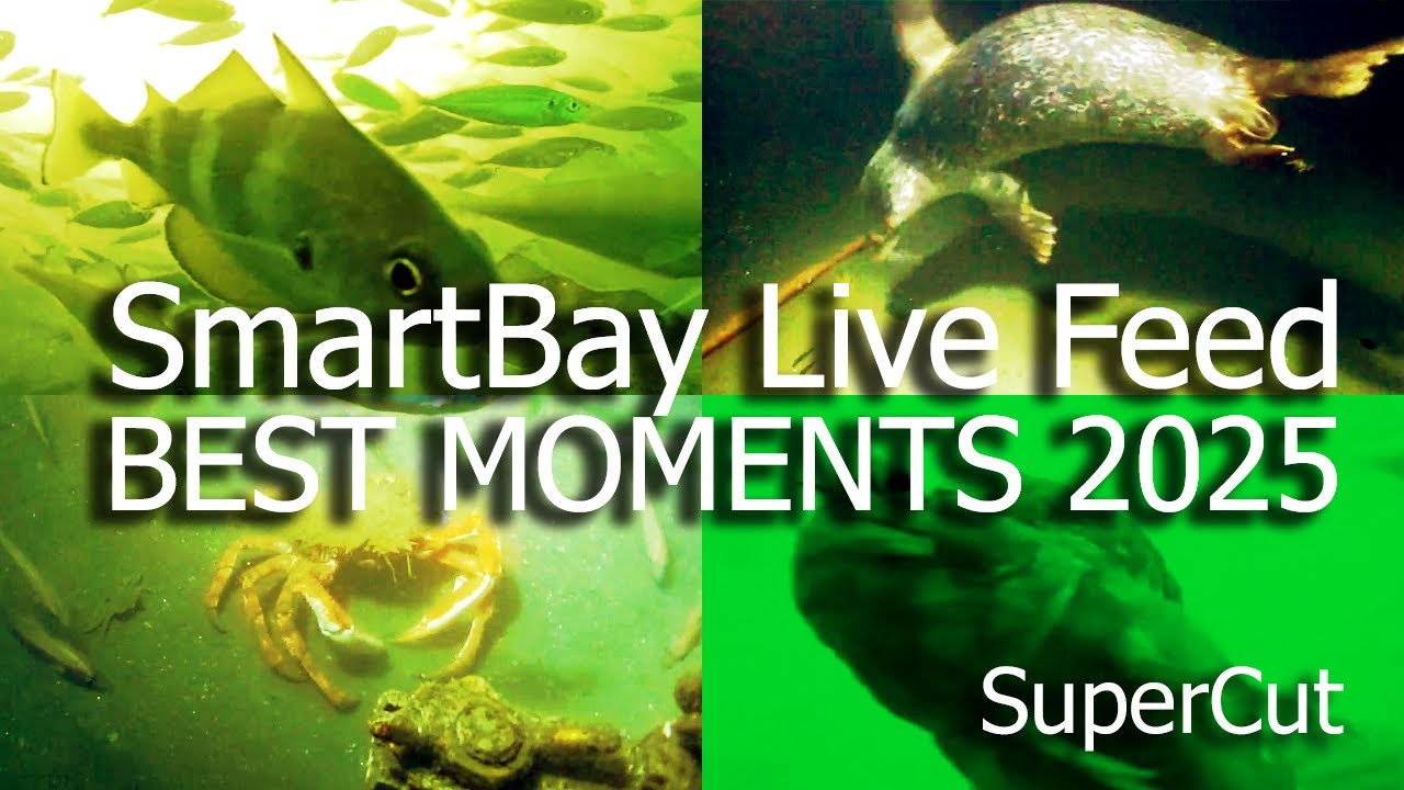 BEST OF THE SMARTBAY LIVE FEED, 2025 (Super long cut)