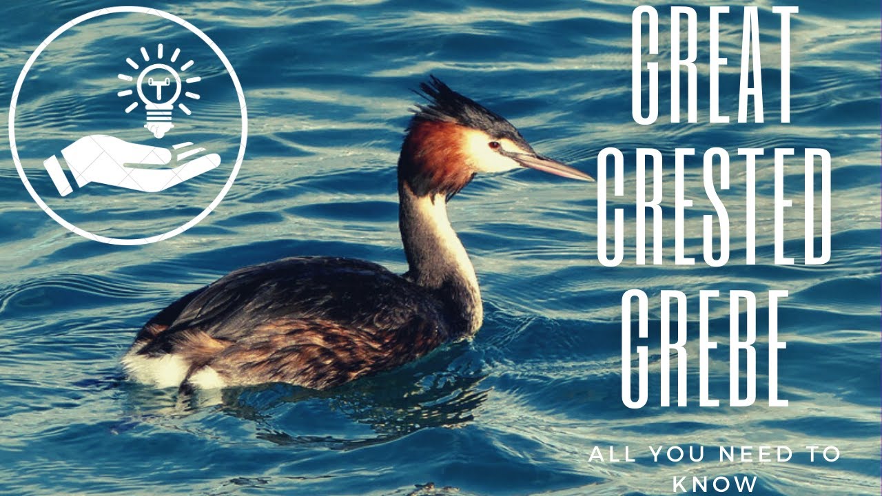 Great Crested Grebe facts 🦆largest member of the grebe family