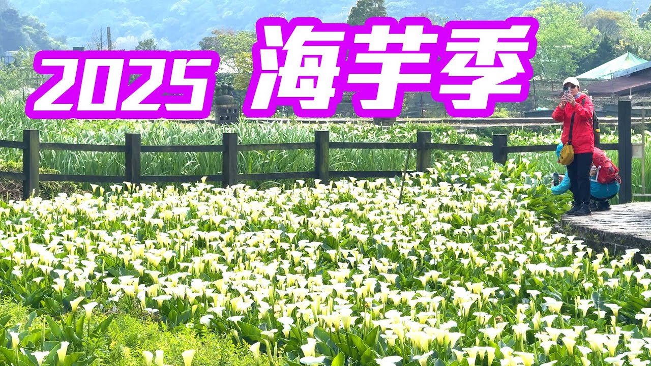 【台北】2025 竹子湖「海芋季」來了！探索海芋花田與在地熱炒美食！ Taipei Taiwan