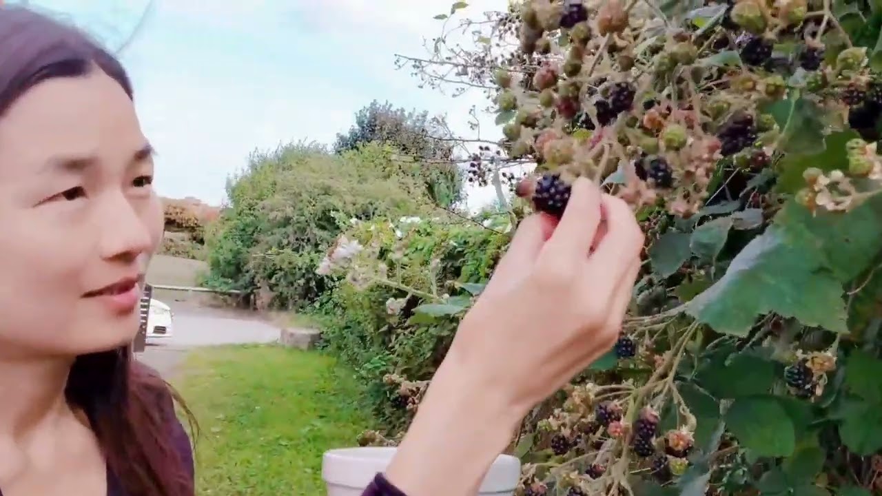 黑莓Blackberries | Learn Mandarin Chinese with Hu Laoshi
