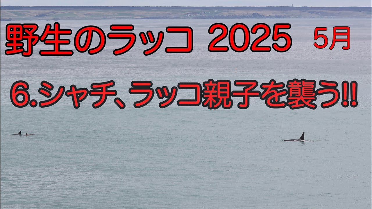 野生のラッコ 2025  6.シャチ、ラッコ親子を襲う!!