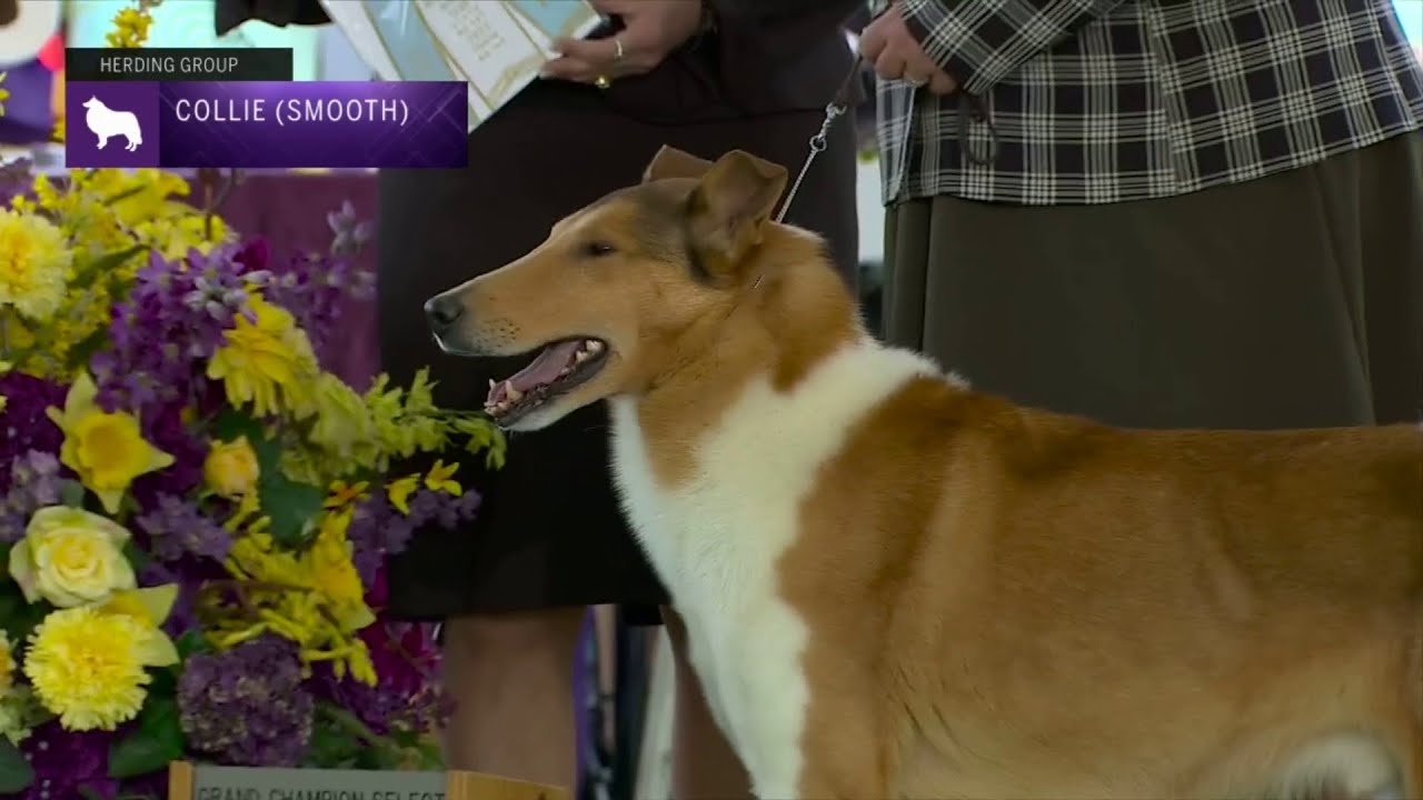 Collies Smooth | Breed Judging 2023