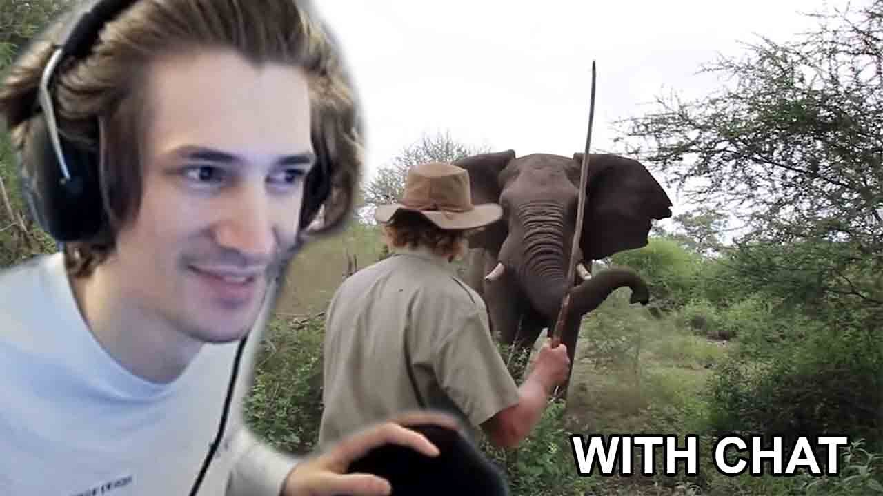 xQc react to MAN HALTS CHARGING ELEPHANT