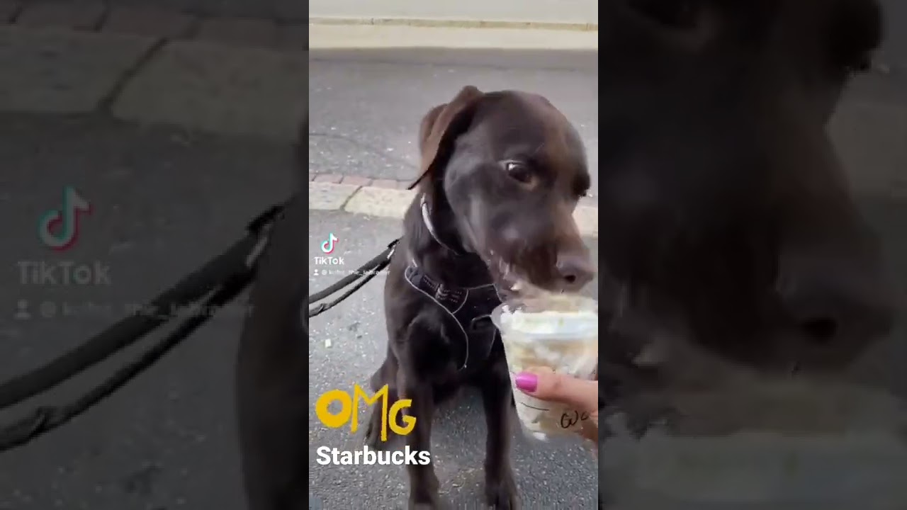 puppuccino Starbucks drink for dogs 