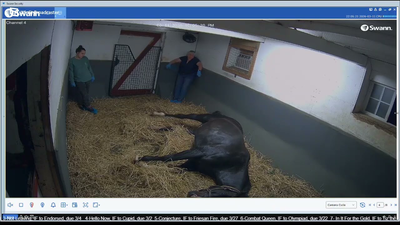 26 Hello Now filly by Cupid, born 3/11/26 @ 10:08 pm