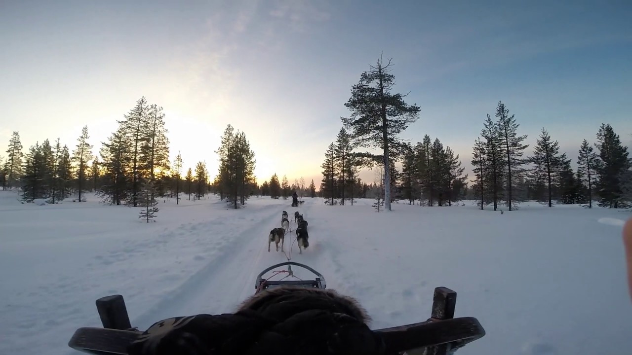 Dog sledding in Finland