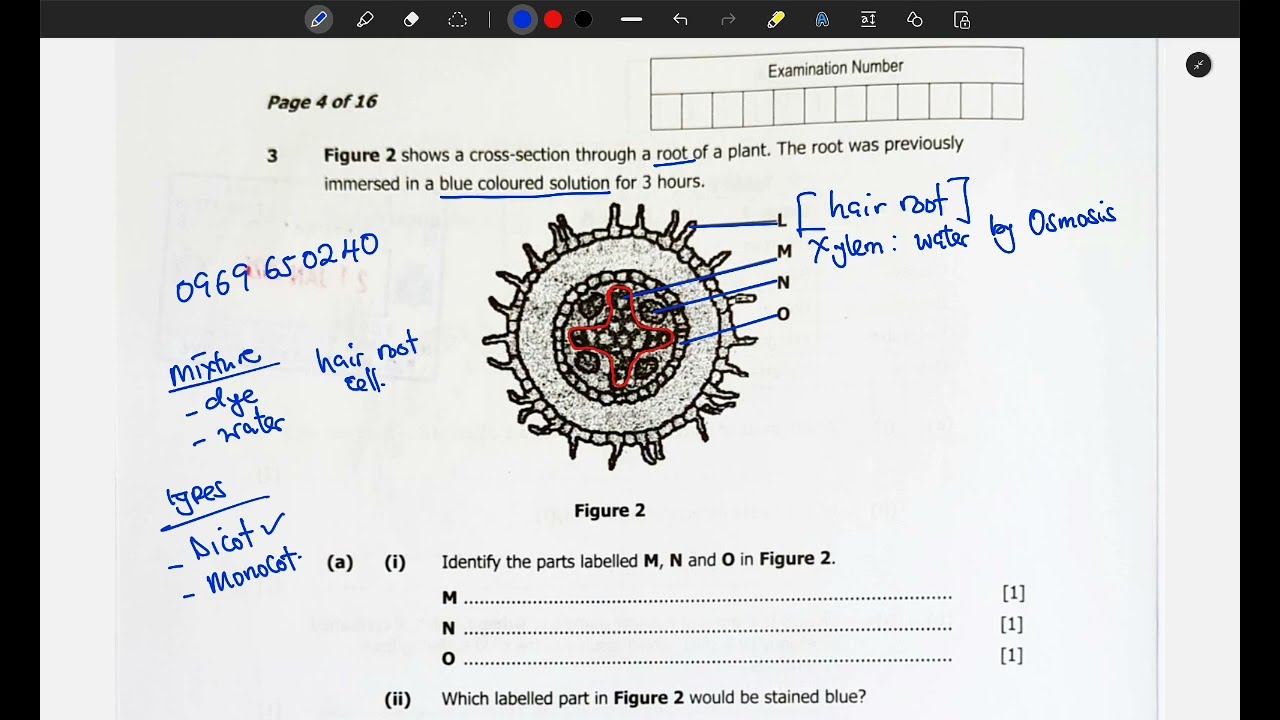 BIOLOGY PAPER 2|| 2025|| Q3