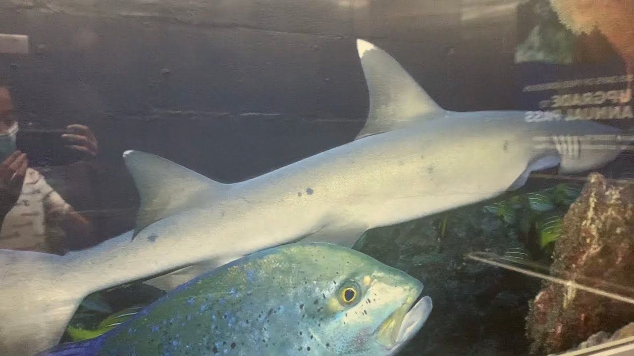 (READ DESC) Schindler HT Hydraulic Elevator at Odysea Aquarium in Scottsdale AZ