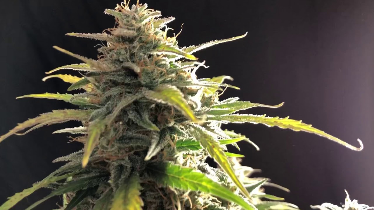Critical auto almost ready