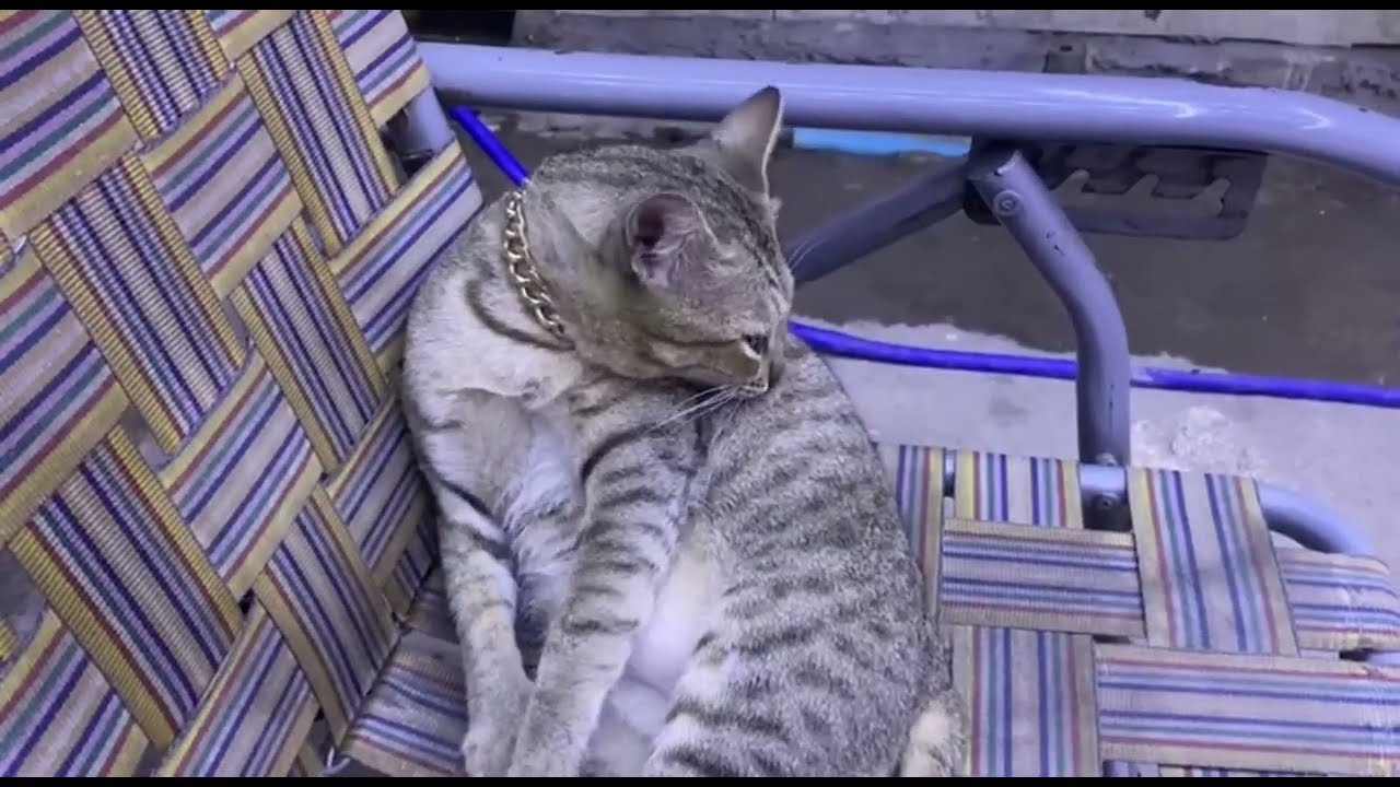 This is the cat I raised  It's so cute  I raised it from when it was little until it was big  😻