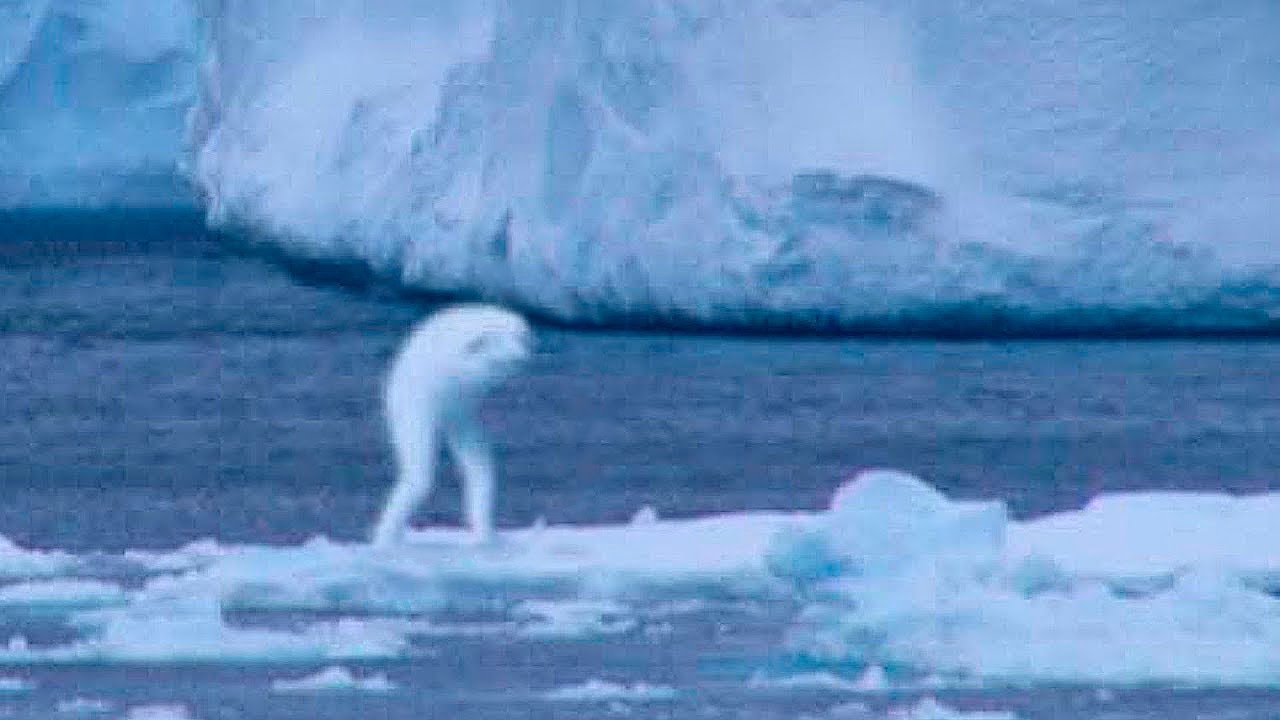 5 Mysterious Creatures Caught on Camera