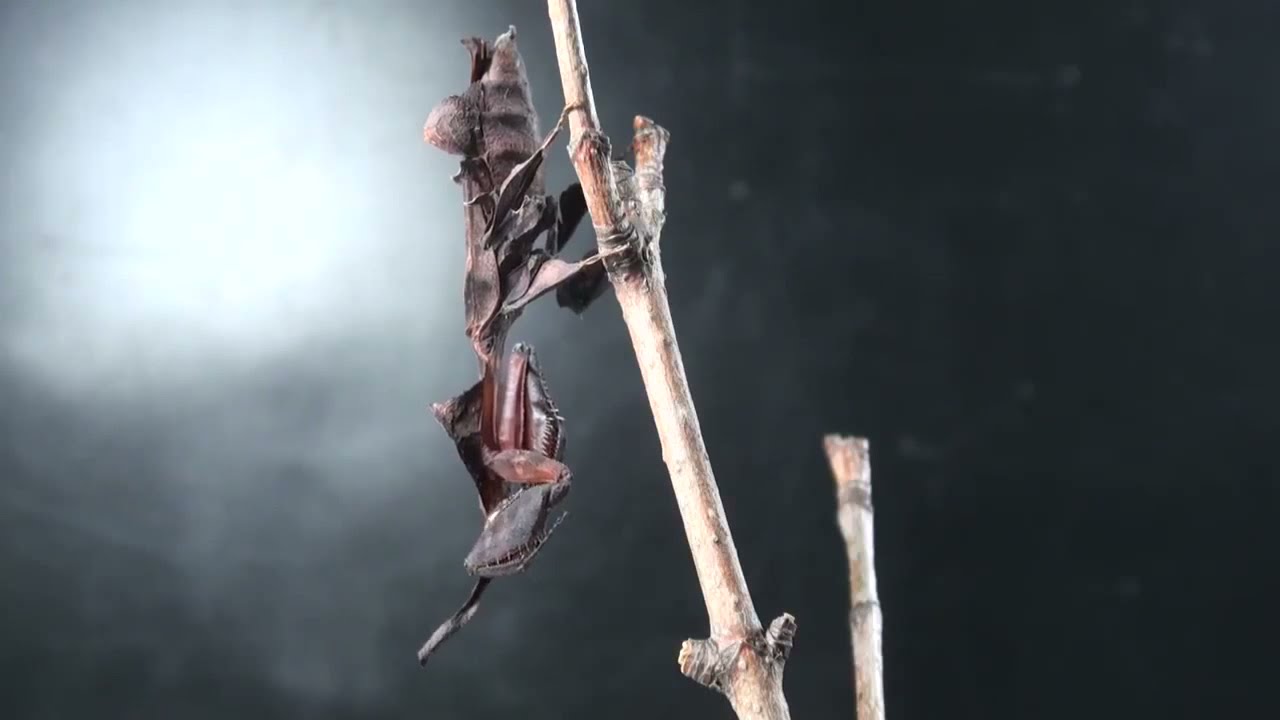 phyllocrania paradoxa / Pet Praying Mantis / Ghost Mantis