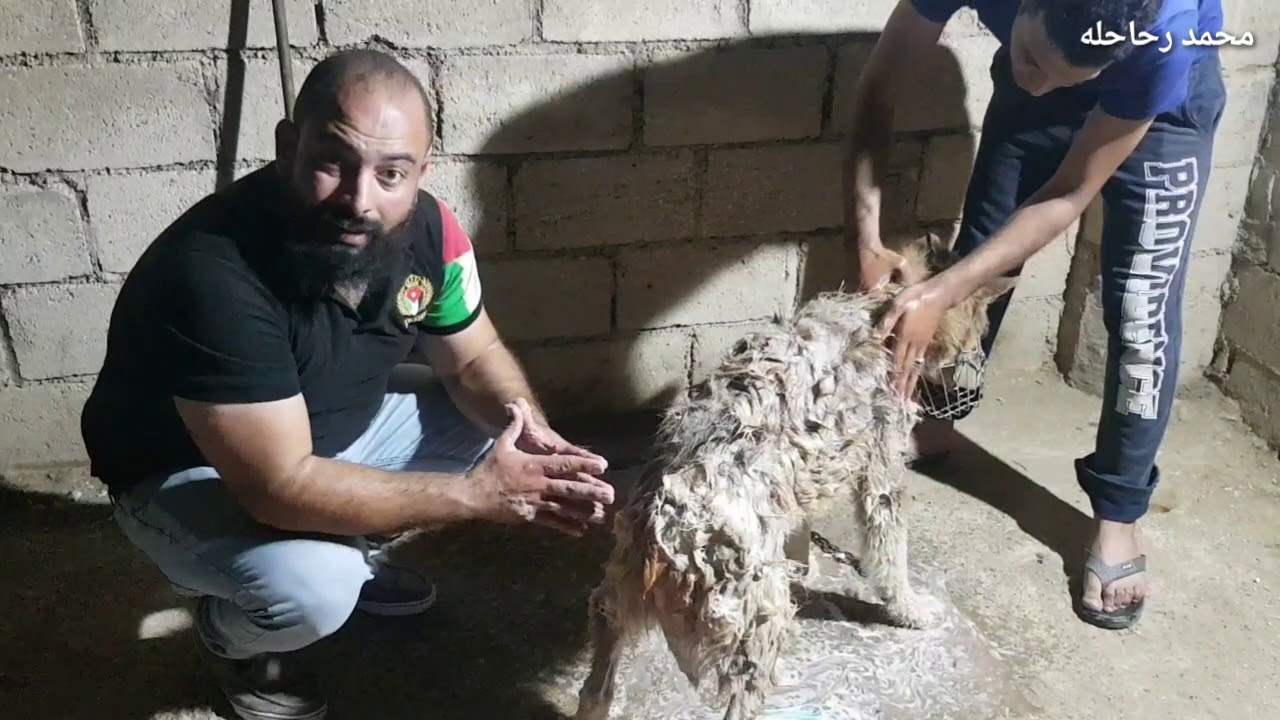كلب هاسكي نادر جدا لماذا تخلى عنه صاحبه...