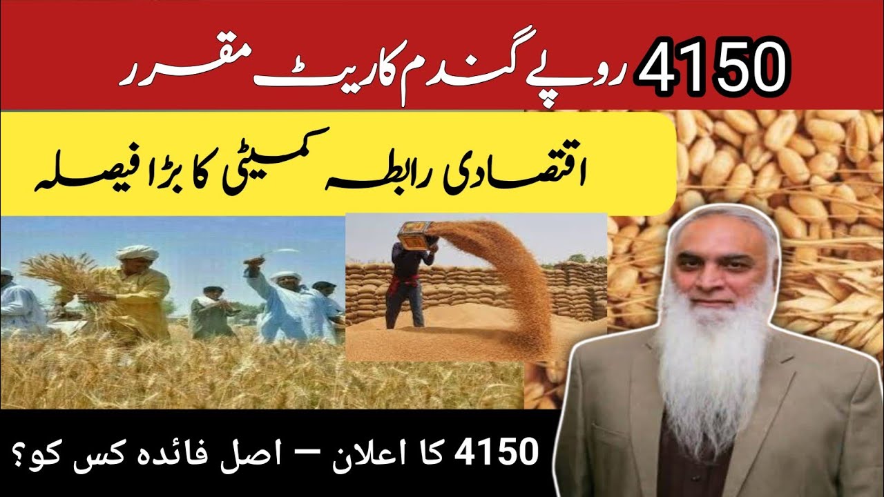 Bari Khabar! Gandum Ka Rate 4150 Rupay Muqarrar – Kisanon Ke Liye Faida Ya Nuqsan?