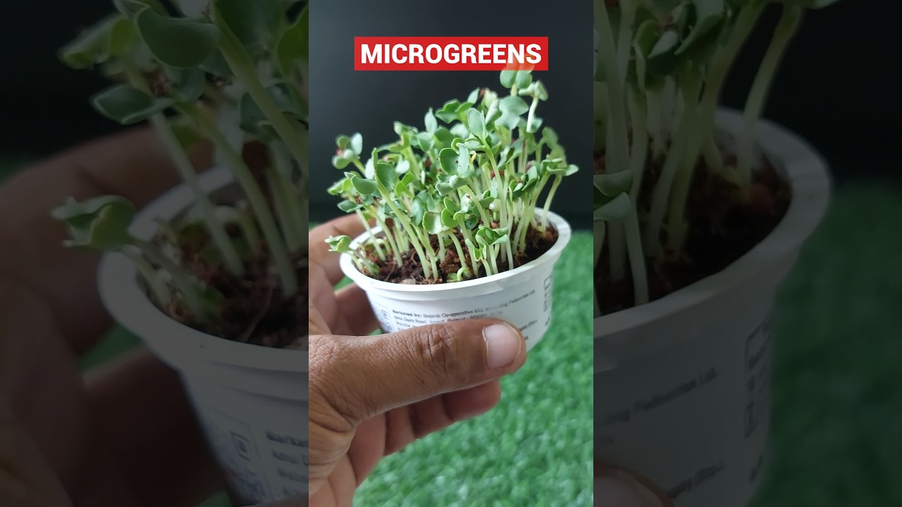 Grow Microgreens in Just 5 Days at Home