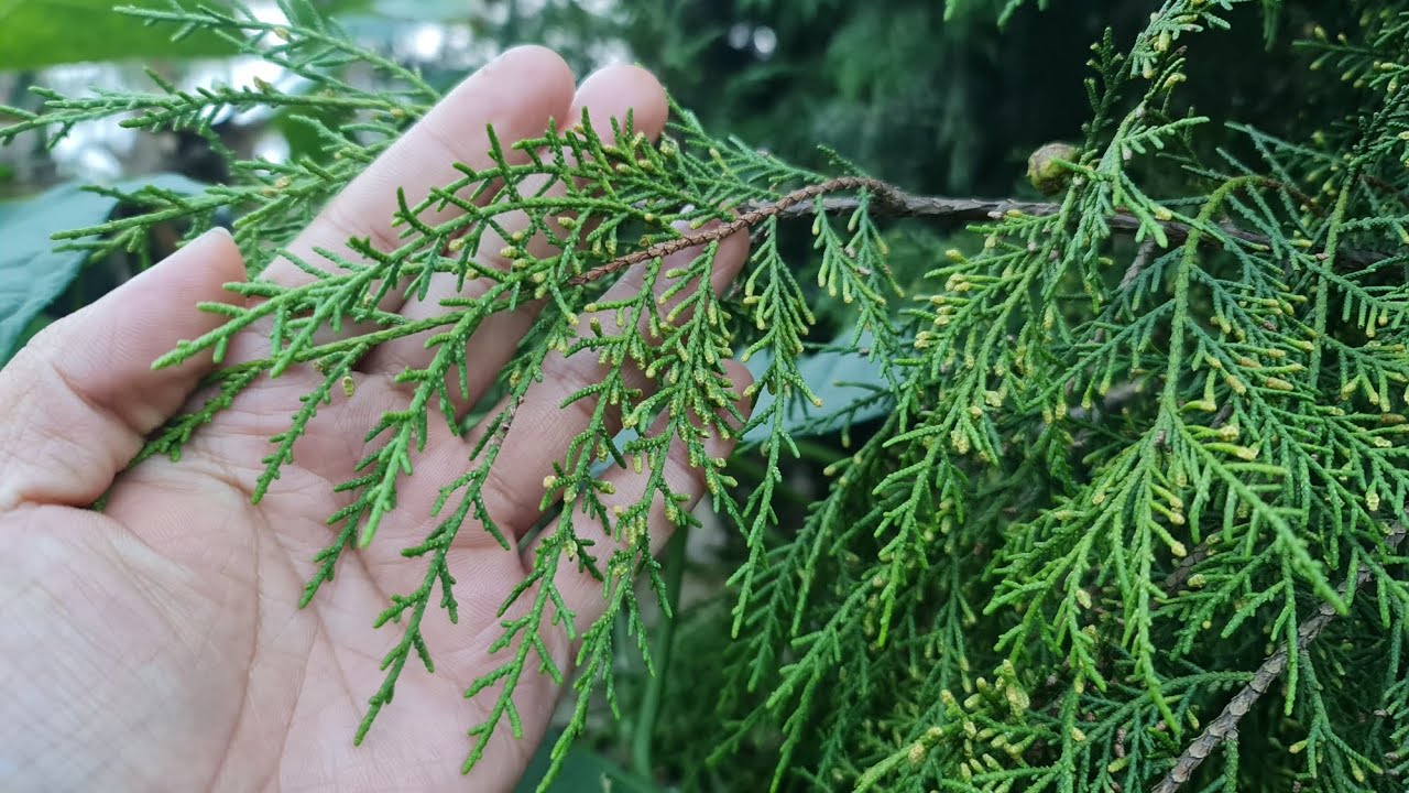 MÔ HÌNH TRỒNG HOÀNG ĐÀN ĐỎ LÀM KINH TẾ VÀ 1 SỐ LƯU Ý  NÊN BIẾT CHO NGƯỜI MỚI.