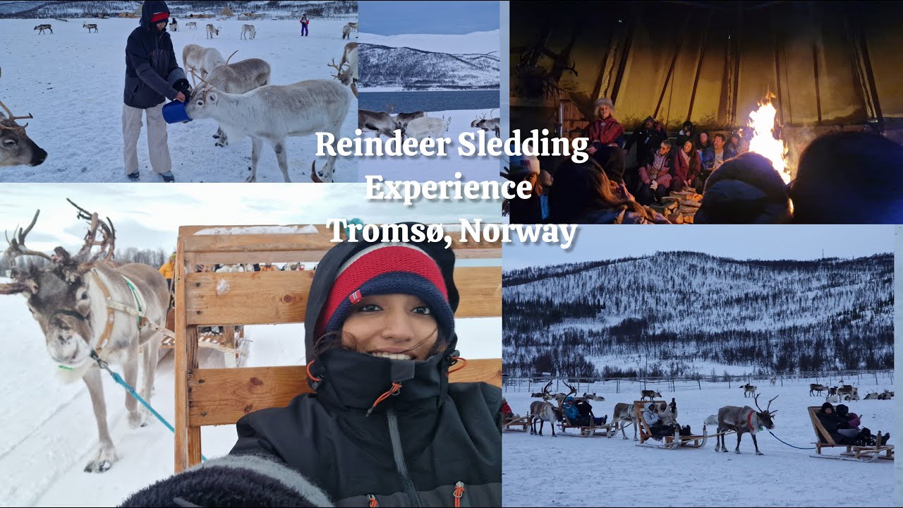 Reindeer Sledding & Sami Culture Tour | Tromsø, Norway | Solo Travel