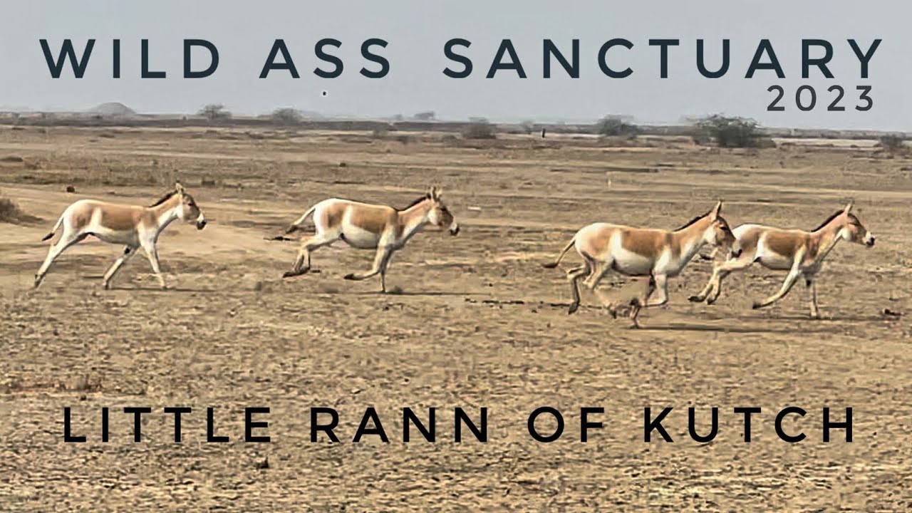 Little Rann of Kutch | The Only Wild Ass Wildlife Sanctuary | Indian Wild Ass