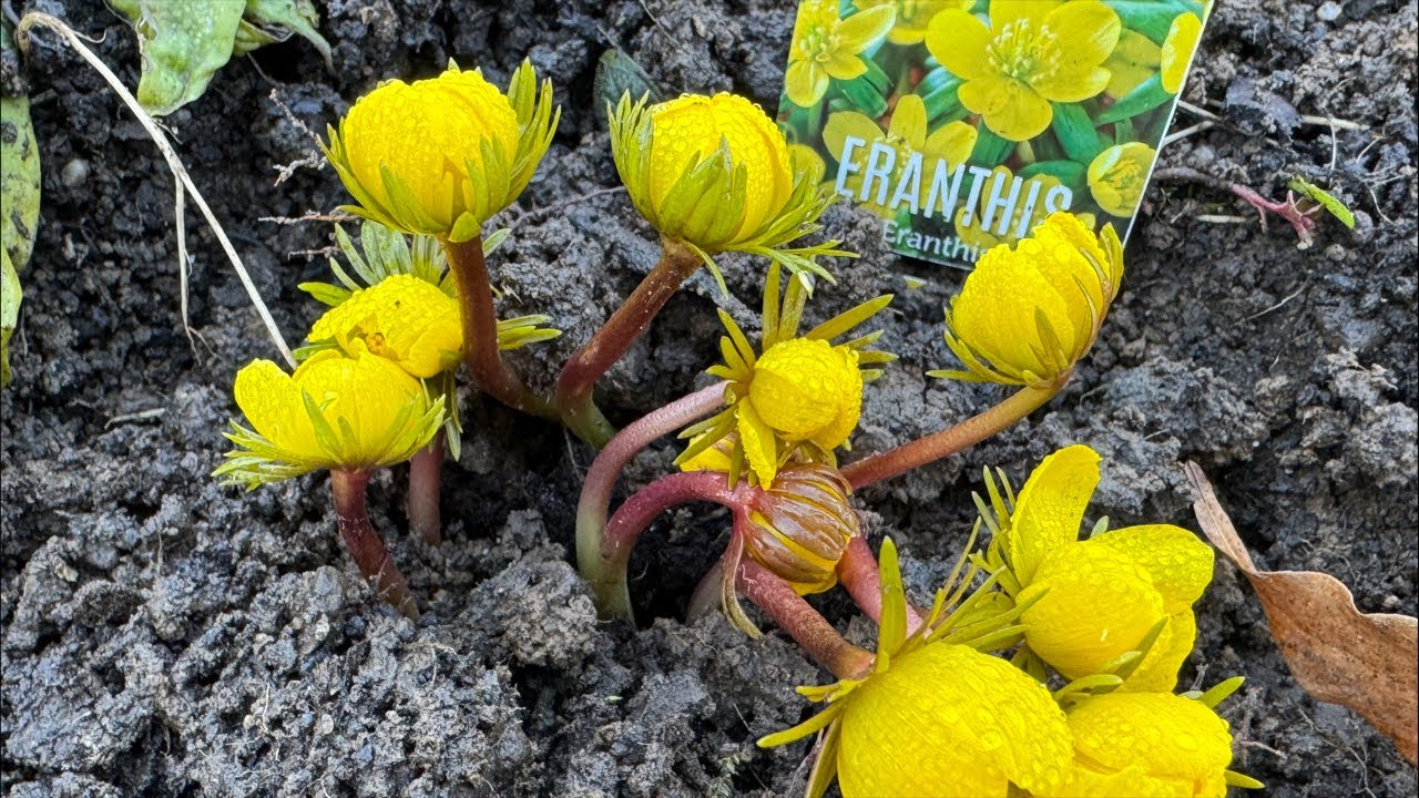 Winter Aconite | Winterlinge