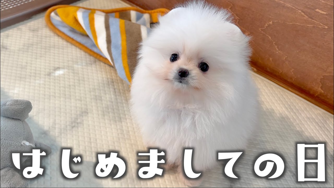 【お迎え初日】生後60日のポメラニアンの子犬をお迎えしました！【初投稿】