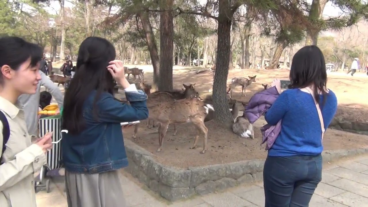 Japan Trip 2016 - Osaka, Kyoto, Nara