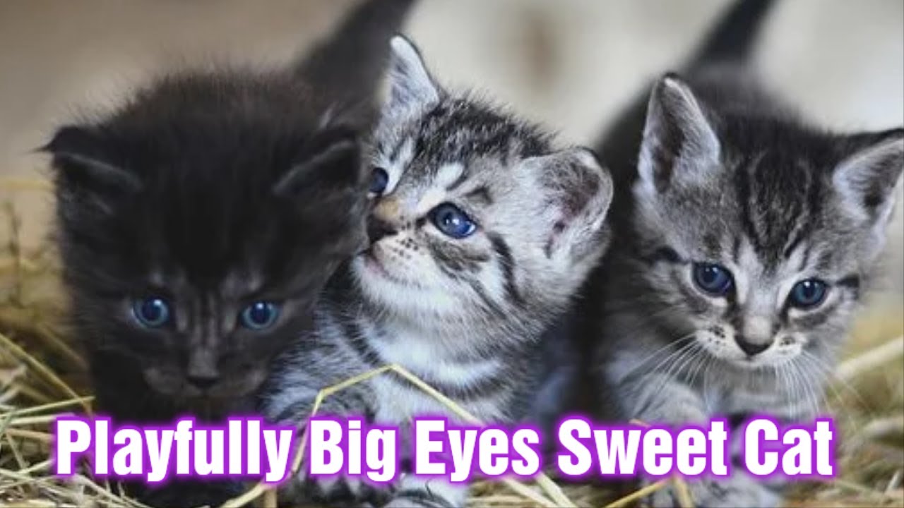 Playfully Big Eyes sweet cat | Cat Sleep Animal sleeping put cute | Cat Feline Pet Domestic Stray