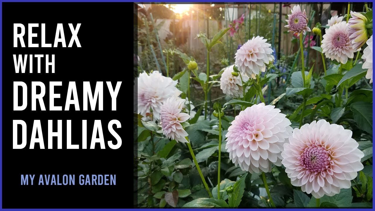 Relax with Dreamy Dahlias | My Avalon Garden