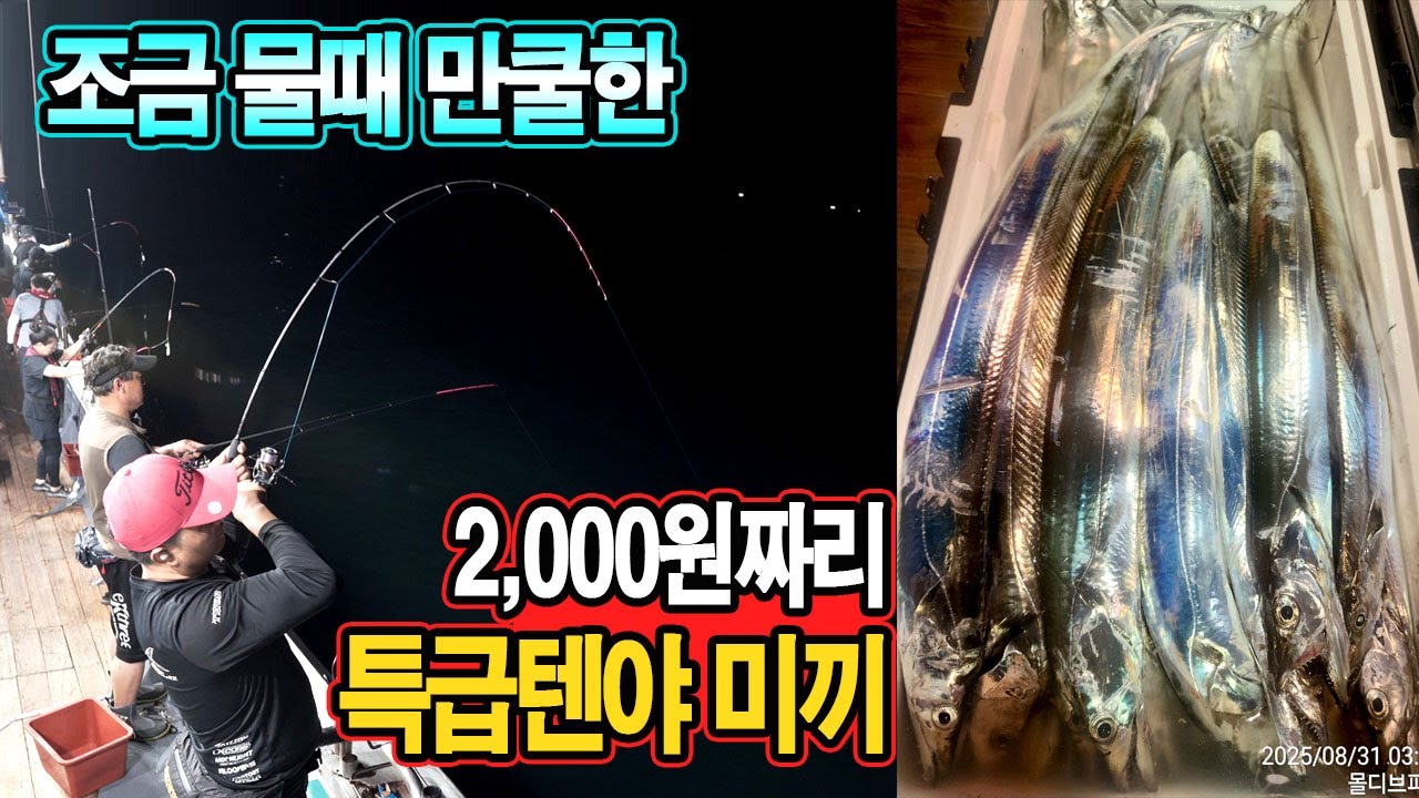 2000원짜리)특급 갈치 텐야 미끼 갈치 낚시 만쿨