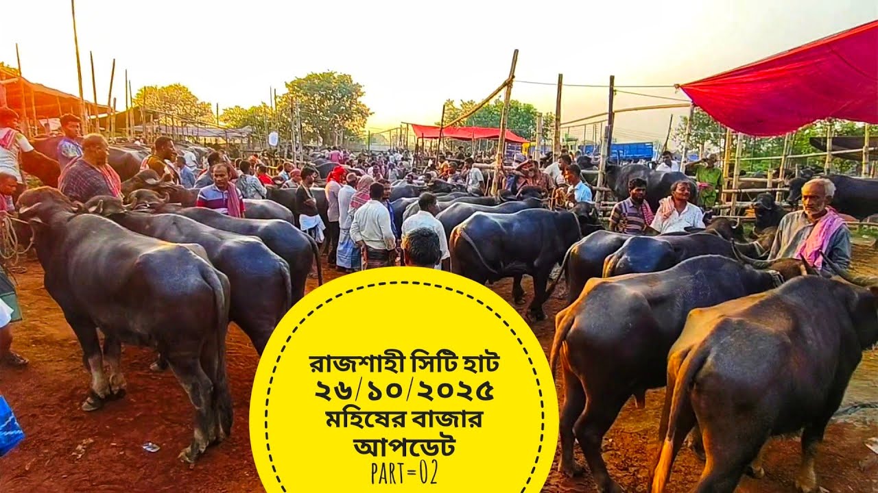 রাজশাহী সিটি হাট ২৬/১০/২০২৫ মহিষ ও বিক্রিত গরুর দরদাম পর্ব =০২